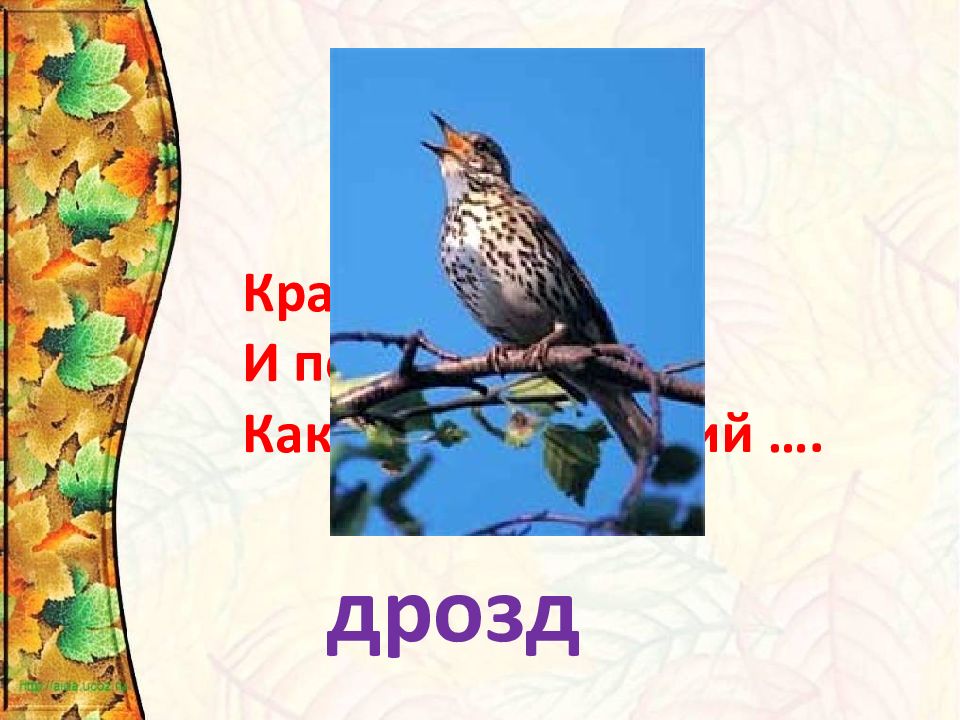 Проверяемое слово дрозды. Загадка про дрозда. Изложения про дрозда. Птицы собираются в стаи изложение. Загадка про дрозда для детей.