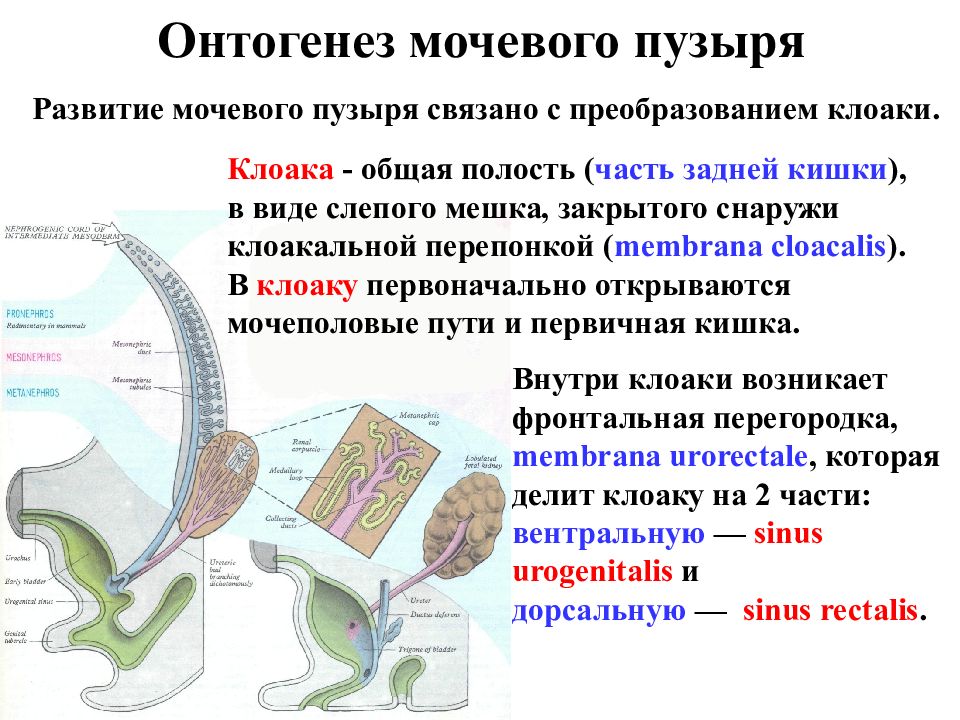 Класс земноводные презентация выделительная система. Выделительная система амфибий. В клоаку открываются системы. Пищеварительная система амфибий. В клоаку открываются системы.