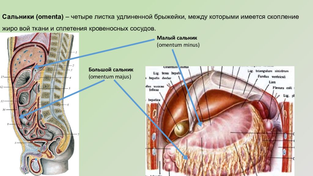 Анатомия сальник фото