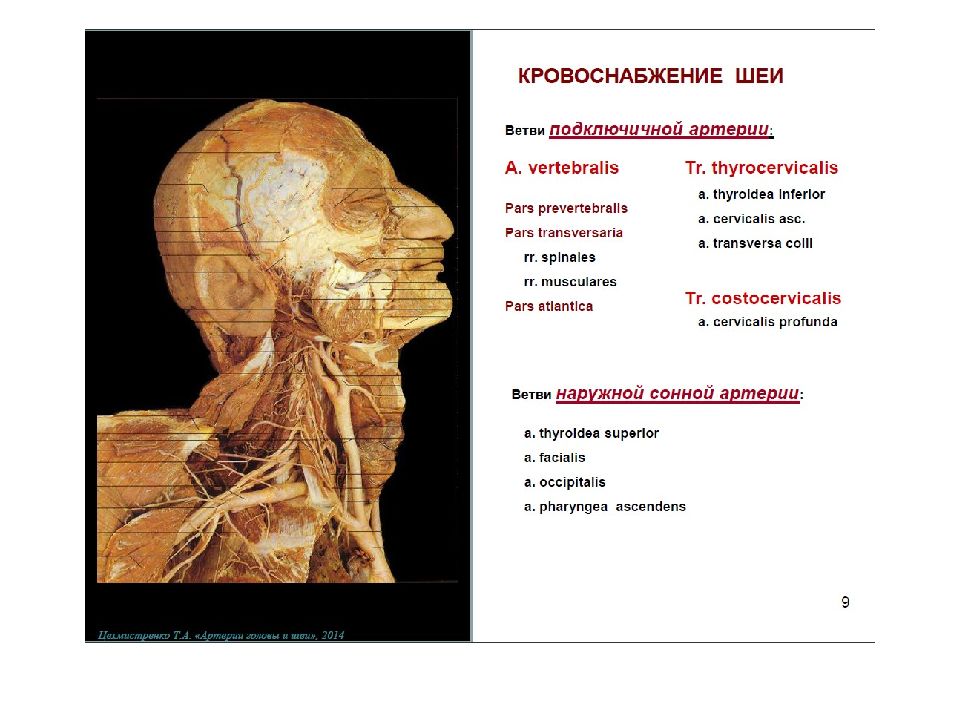Артерии головы и шеи презентация