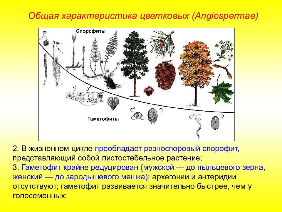 Чем представлен гаметофит. Редукция гаметофита у покрытосеменных. Спорофит цветковых растений. Редукция гаметофита у растений. Эволюция гаметофита и спорофита у растений.