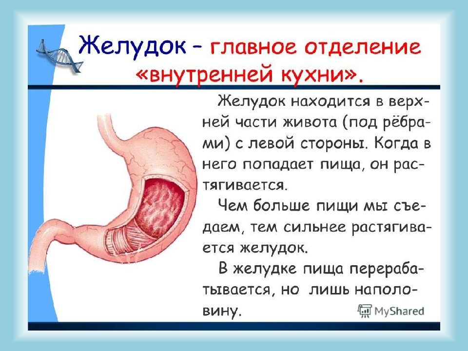 Презентация внутренние органы человека