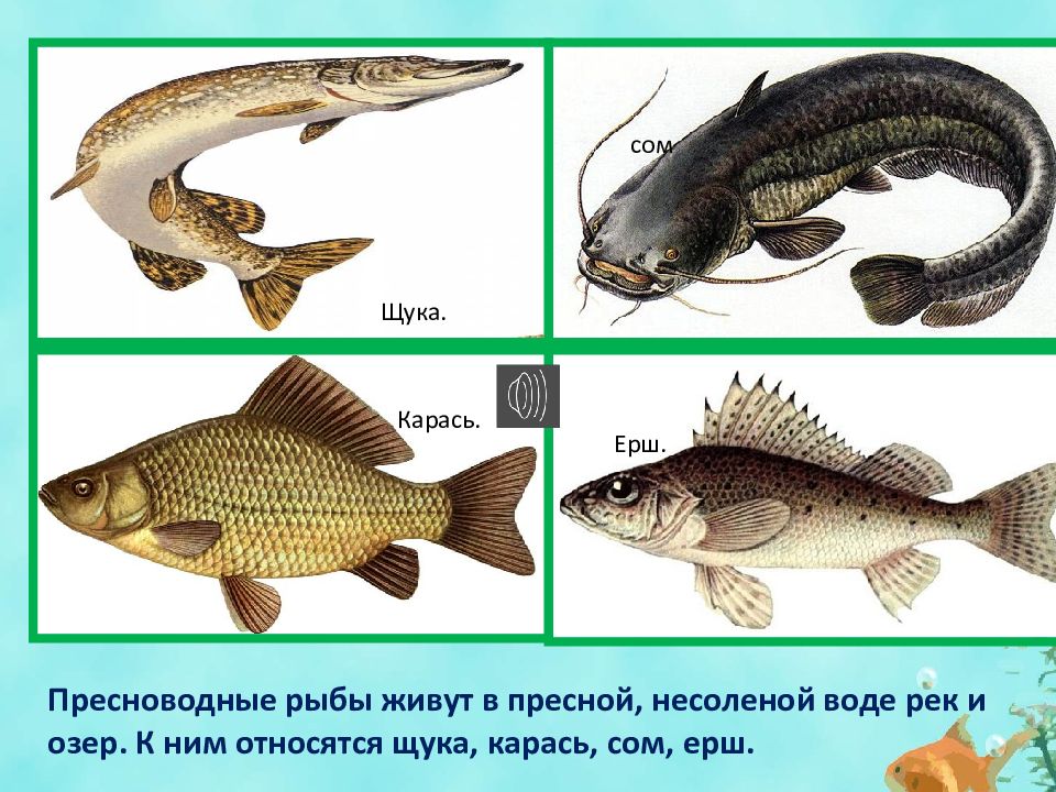 Рыбы карась ерш. Щука и карась. Щука карась щука. Рыбы обитающие в пресной воде. Ёрш и щука.