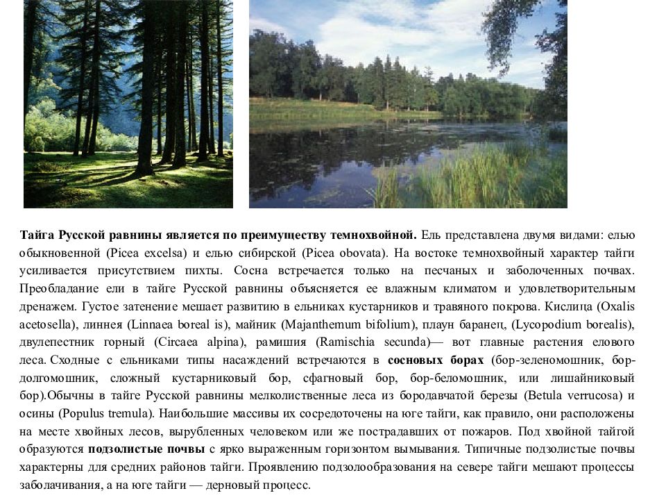 Зона тайги на русской равнине. Климат тайги русской равнины. Климат русской равнины в зоне тайги. Растительность тайги русской равнины.