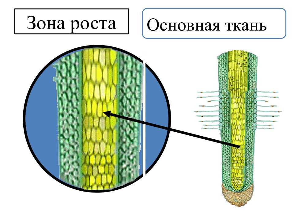 Зоны ткани. Зона роста. Зона роста ткань. Зона роста основная ткань. Ткани в зоне роста растения.