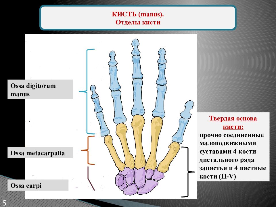 Кости запястья отдел. Кости кисти. Кости кисти строение. Дистальный ряд костей запястья. Дистальный отдел кисти.