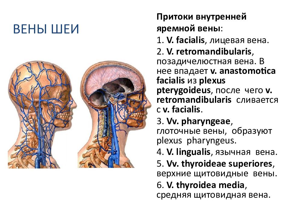 Внутренняя яремная. Внутричерепные притоки внутренней яремной вены. Внутренняя яремная Вена внечерепные притоки. Внутренняя яремная Вена формирование внутри- и внечерепные притоки. Внечерепные притоки внутренней яремной вены.