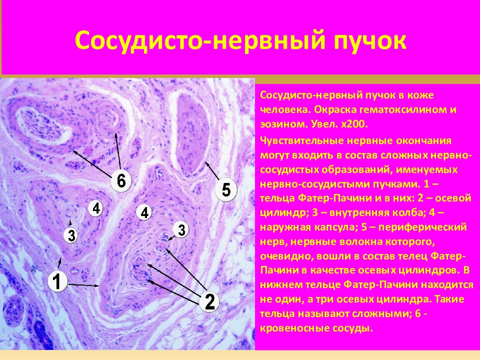 Сосудистый пучок. Нервно сосудистый пучок гистология препарат. Сосудисто нервный пучок гистология препарат. Нервный пучок гистология препарат. Лимфатический узел сосудисто нервный пучок гистология препарат.