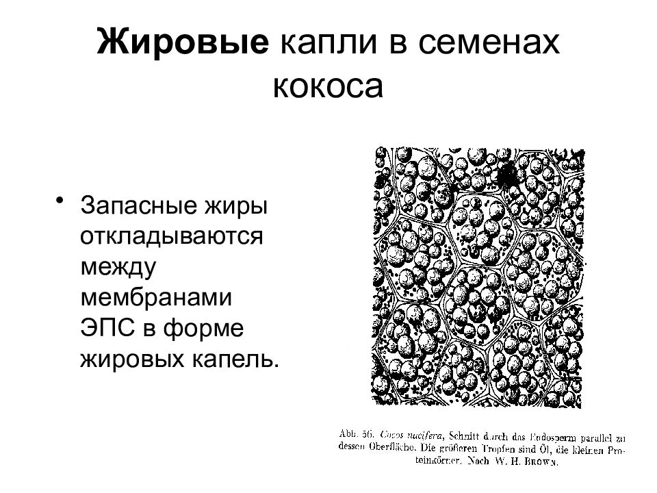 В клетках семян растений. Жировые капли в клетках семени подсолнечника. Липидные капли строение. Липидные капли в клетках семени подсолнечника. Запасные жиры.