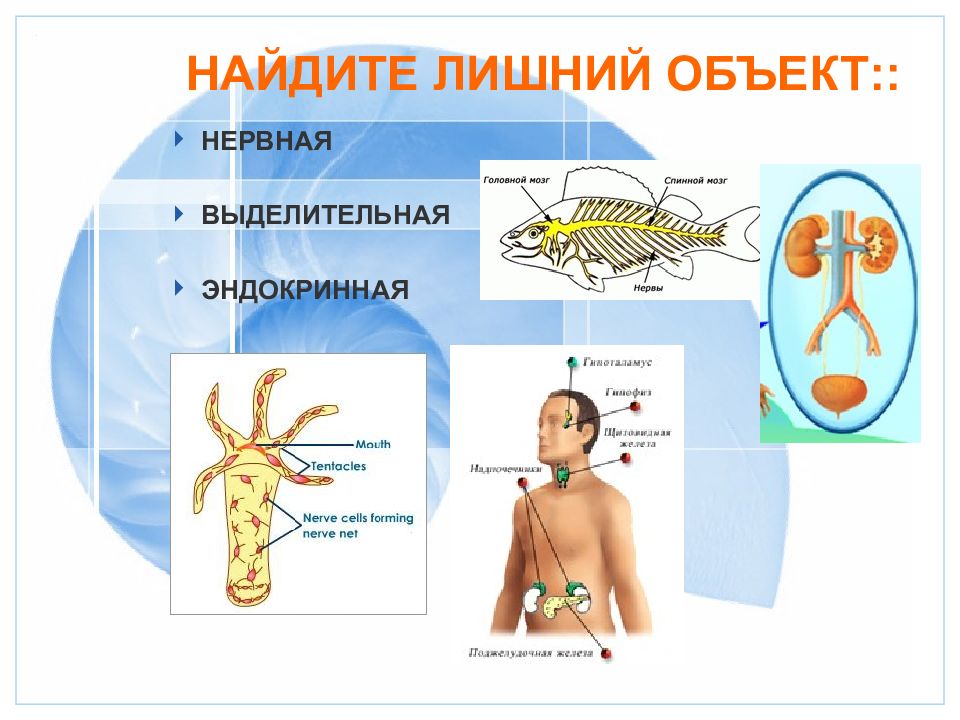 Презентация по теме организм единое целое 6 класс