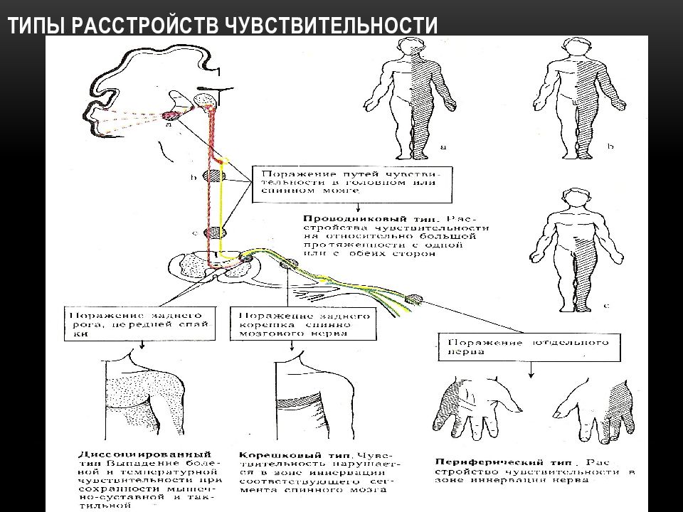 Схема чувствительности человека