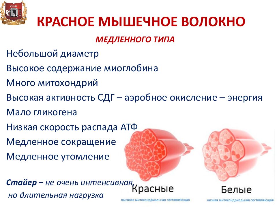 1 тип мышечных волокон. Типы мышечных волокон. Красные и белые мышечные волокна. Быстрые и медленные мышечные волокна. Белые и красные мышцы.