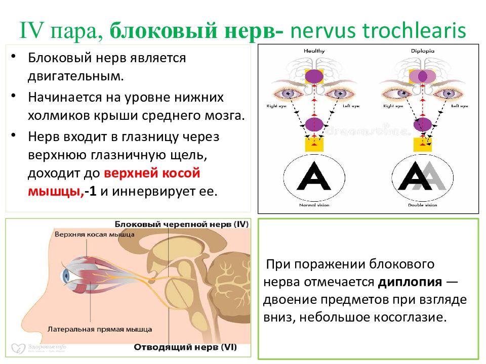 Блоковый нерв