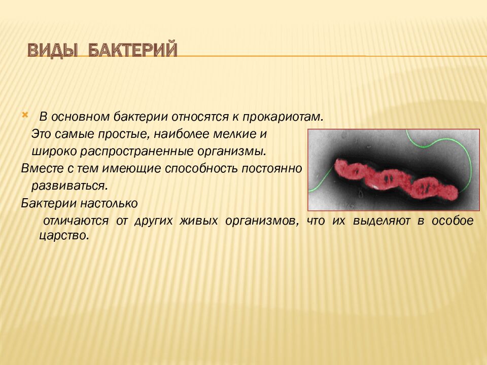 ВИДЫ БАКТЕРИЙ