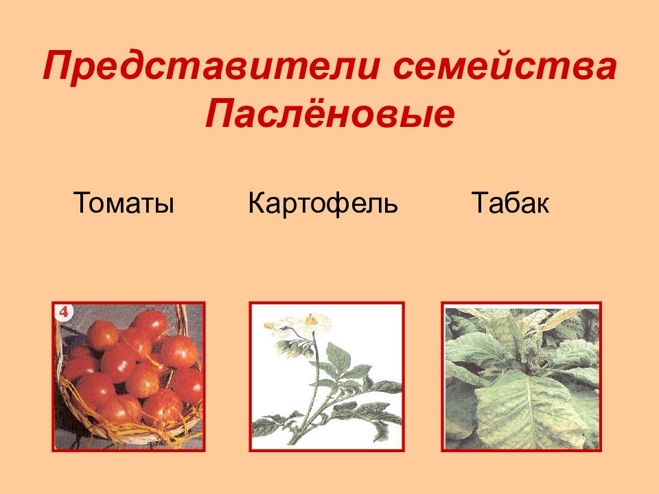 Томат семейство Пасленовые. Паслёновые растения представители семейства. Пасленовые 1 представитель. Плод томат Пасленовые.
