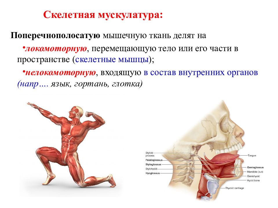 Изучаем мышцы. Эволюция мышц. Введение в анатомию человека. Введение в анатомию презентация. Мышцы анатомия презентация.