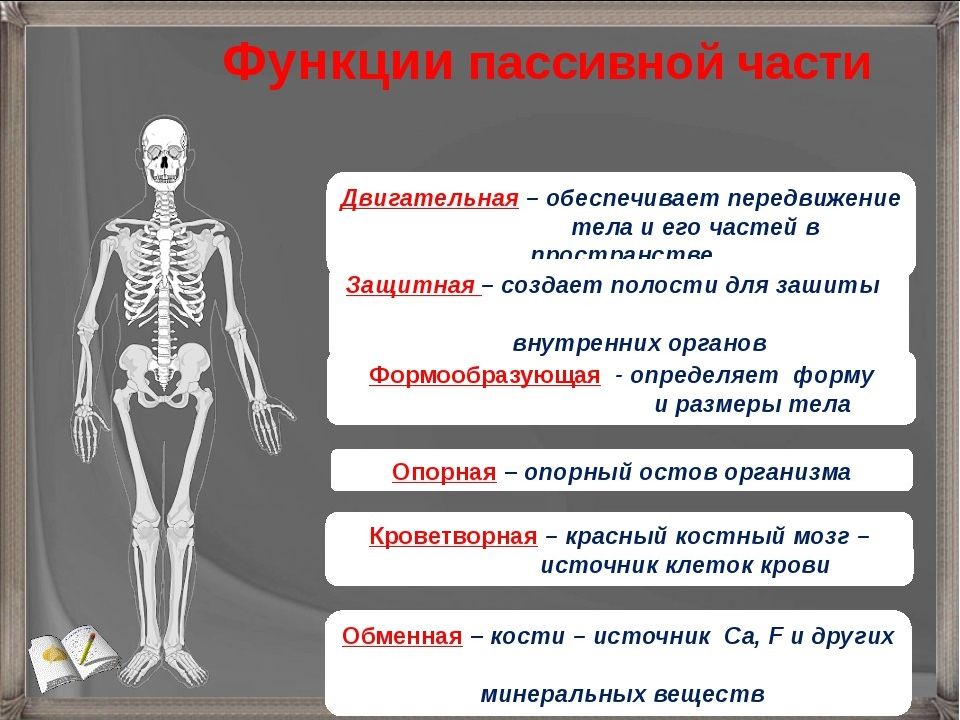 Опорно двигательная система презентация 7 класс