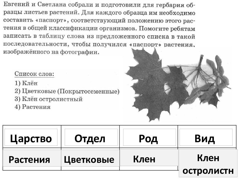 Татьяна и тимофей собрали и подготовили для гербария образцы растений для каждого растения