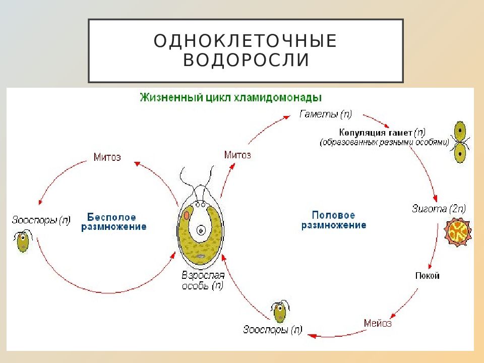 Презентация по биологии 8 класс жизненные циклы размножение