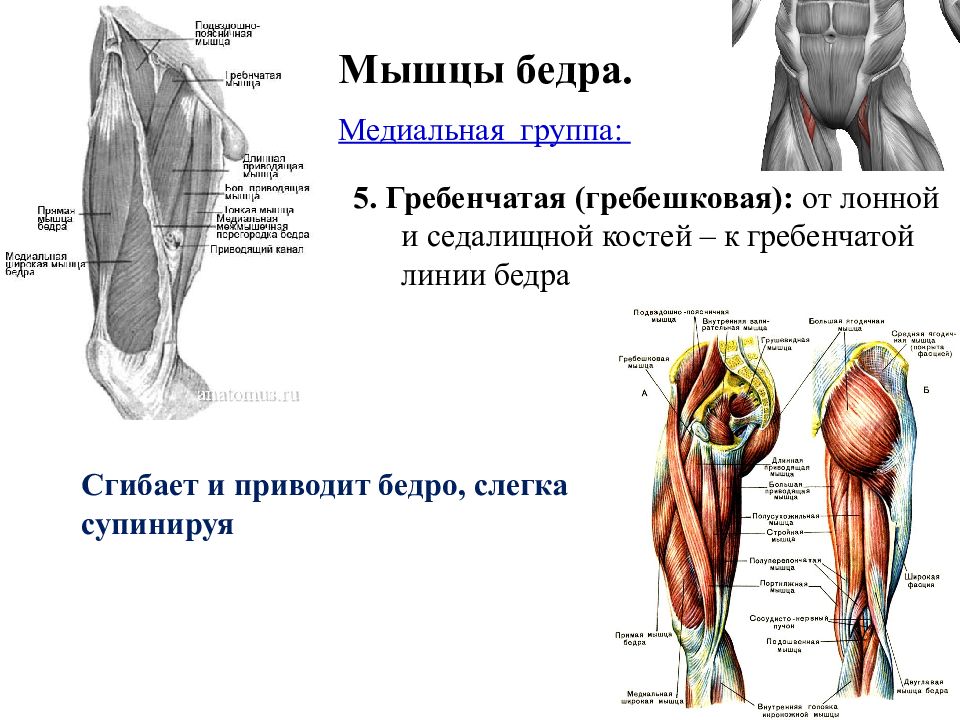 Медиальная мышца. Медиальная группа мышц бедра анатомия. Гребенчатая мышца анатомия. Гребенчатая мышца бедра. Гребешковая мышца анатомия.