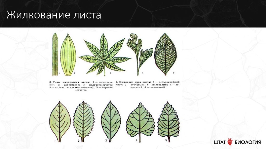 Жилкование листа цветок корневая система