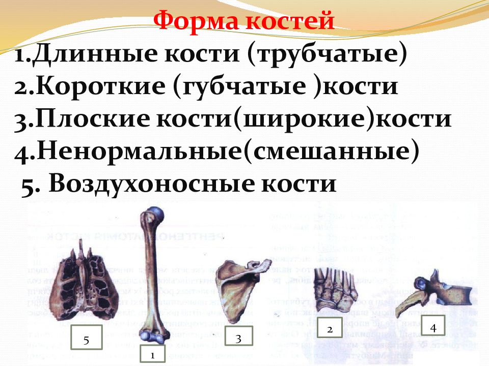 5 костей губчатых. Трубчатые кости длинные и короткие. Кости трубчатые губчатые плоские смешанные. Формы костей. Плоские воздухоносные кости.