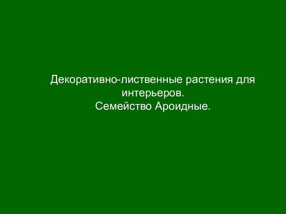 Декоративно-лиственные растения для интерьеров. Семейство Ароидные.
