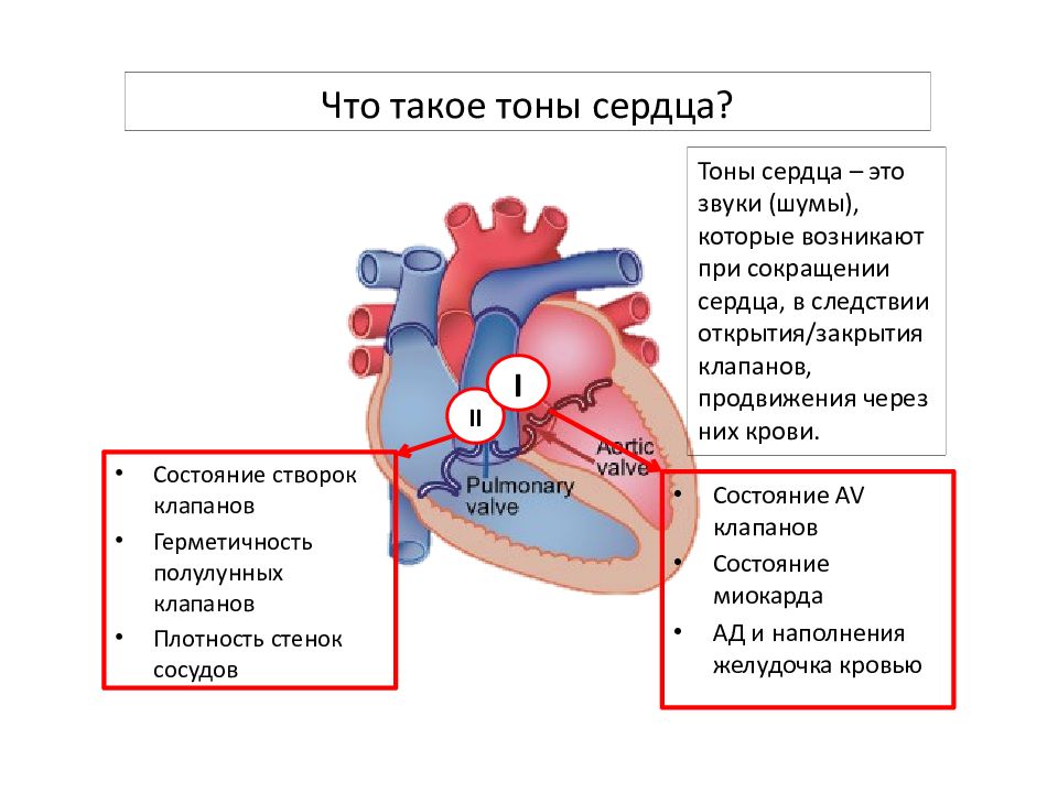 Звуки тона сердца. Тоны сердца. Тоны сердца ЕГЭ. Сердечные тоны презентация. Компоненты 1 тона сердца.
