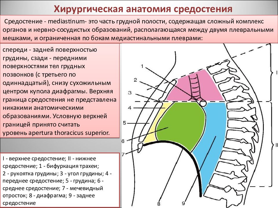 Хирургический латынь. 2. Средостение. Анатомические и клинические отделы.. Топография средостения схема. Анатомическая классификация средостения. Границы грудной клетки топографическая анатомия.