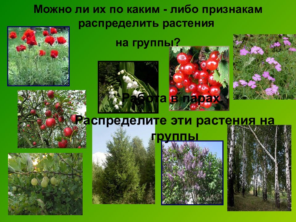 Распределите растения по сообществам