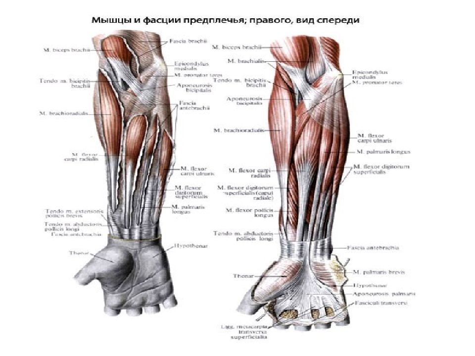 Передняя группа мышц предплечья. Мышцы предплечья правого вид сбоку. Мышцы предплечья вид спереди и сзади. Мышцы предплечья правого вид сзади. Мышцы предплечья вид спереди анатомия.