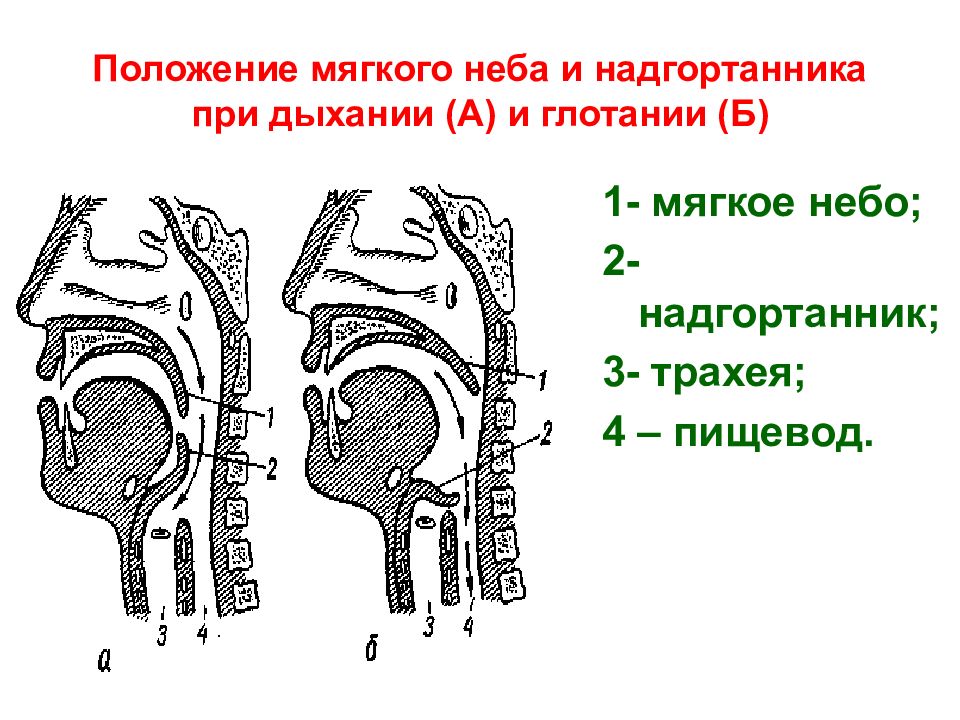 При глотании надгортанник