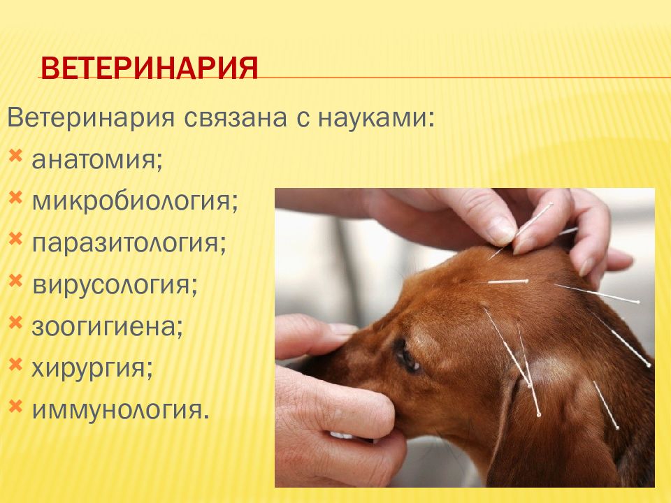 Презентация по ветеринарии