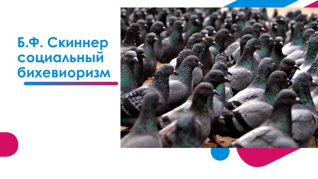Б.Ф. Скиннер социальный бихевиоризм