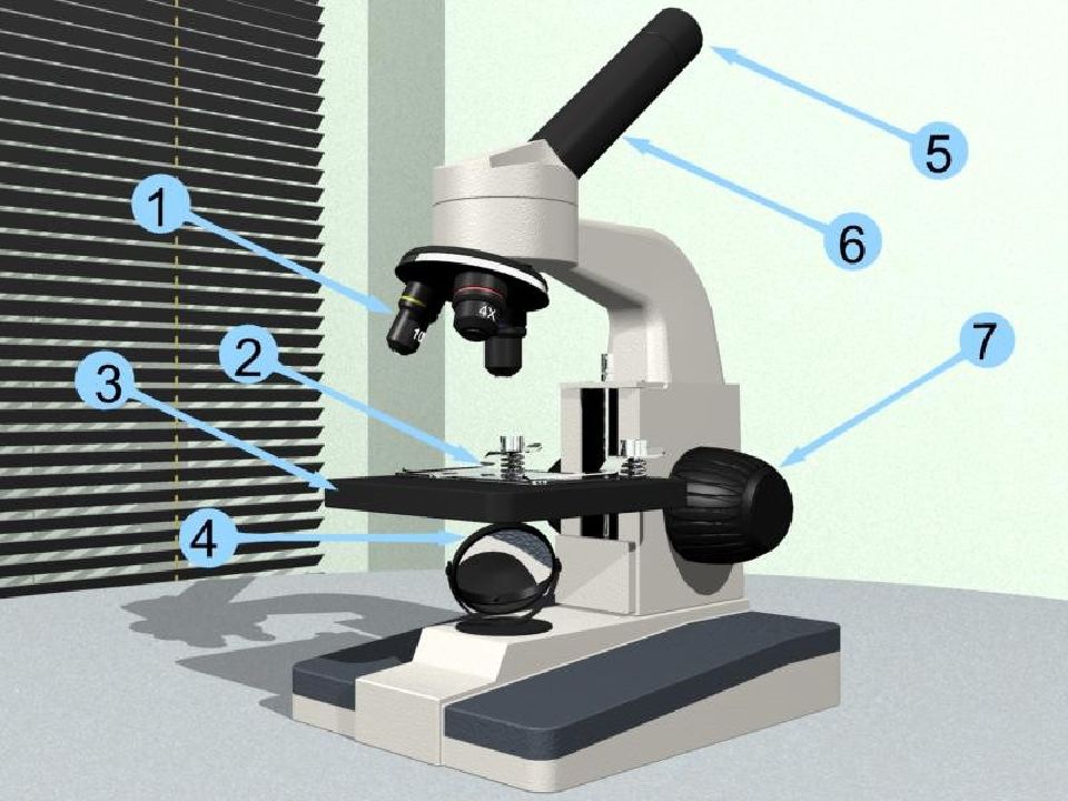 Лабораторная работа с микроскопом. Световой микроскоп это увеличительный прибор?. Строение увеличительных приборов лупа и микроскоп. Микроскоп и лупа приборы для изучения строения растений 6 класс. Увеличительный прибор в микроскопе.