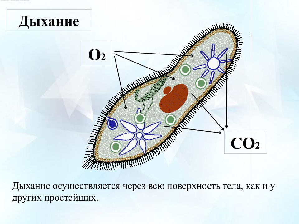 Презентация разнообразие инфузорий