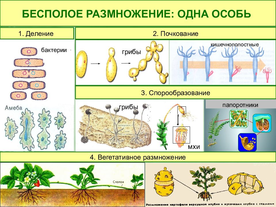 Что обозначено цифрами 1 и 2 на рисунке бесполое размножение