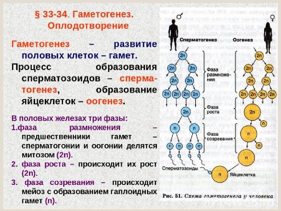 Схема образования половых клеток