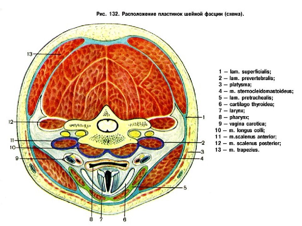 Фасции шеи по шевкуненко рисунок