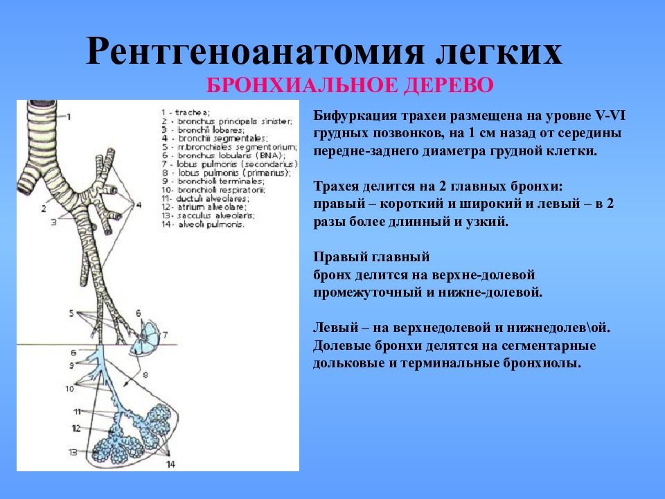 Левый бронх делится