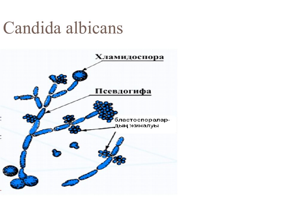 Дрожжеподобные грибы candida. Строение гриба Candida albicans. Кандида альбиканс микроскопия. Дрожжеподобные грибы рода Candida. Грибы рода Candida микробиология.