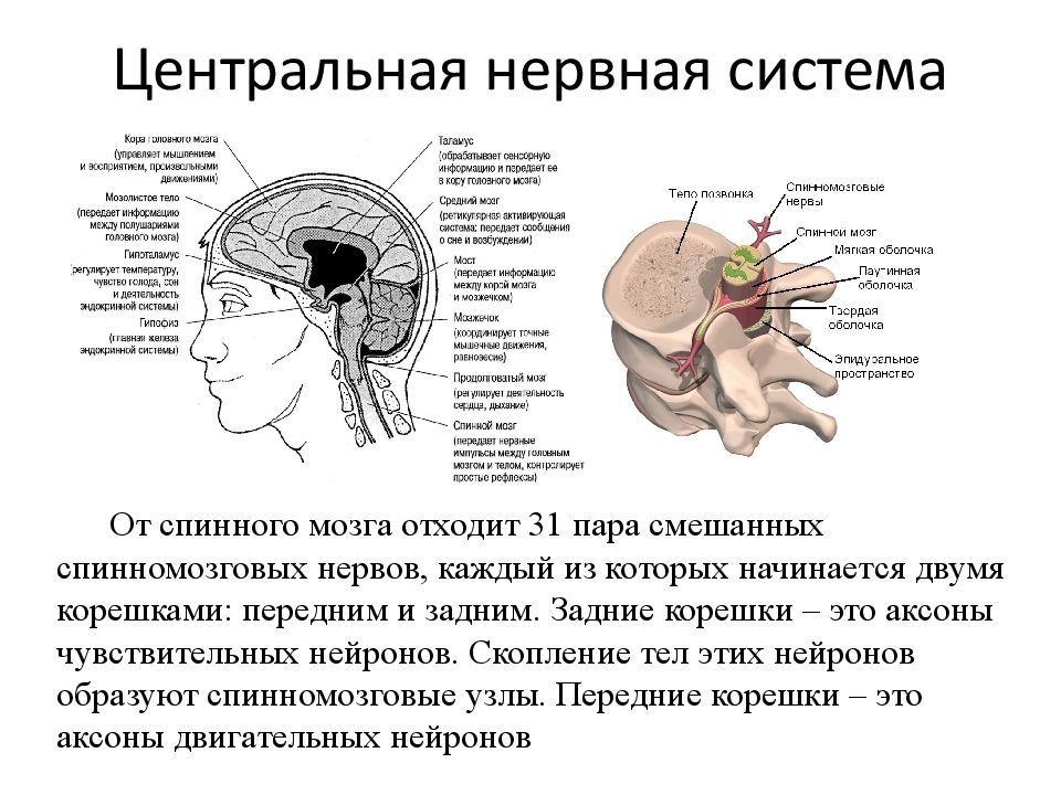 Схема строения центральной нервной системы