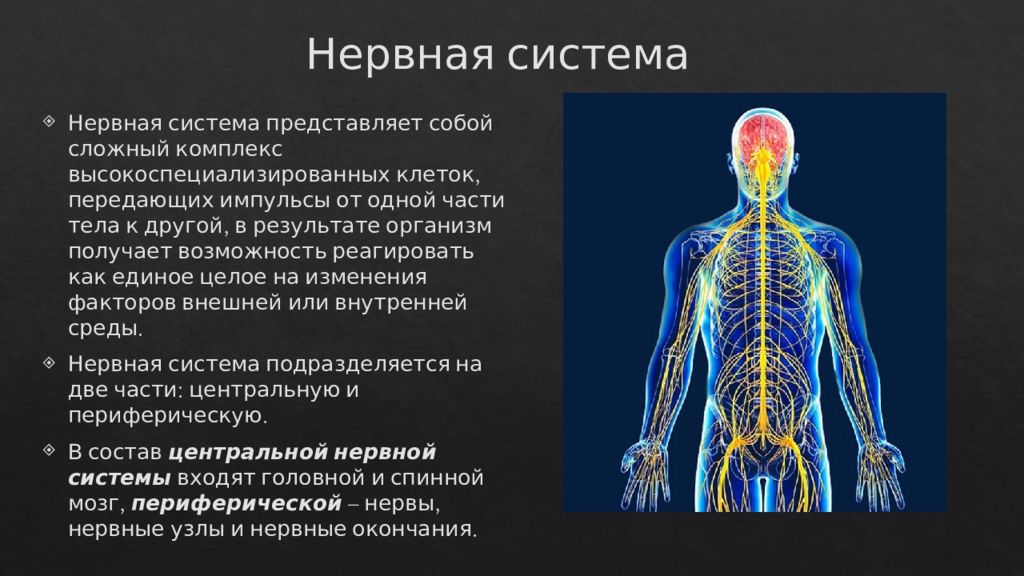 Укажите название органа периферической нервной системы человека
