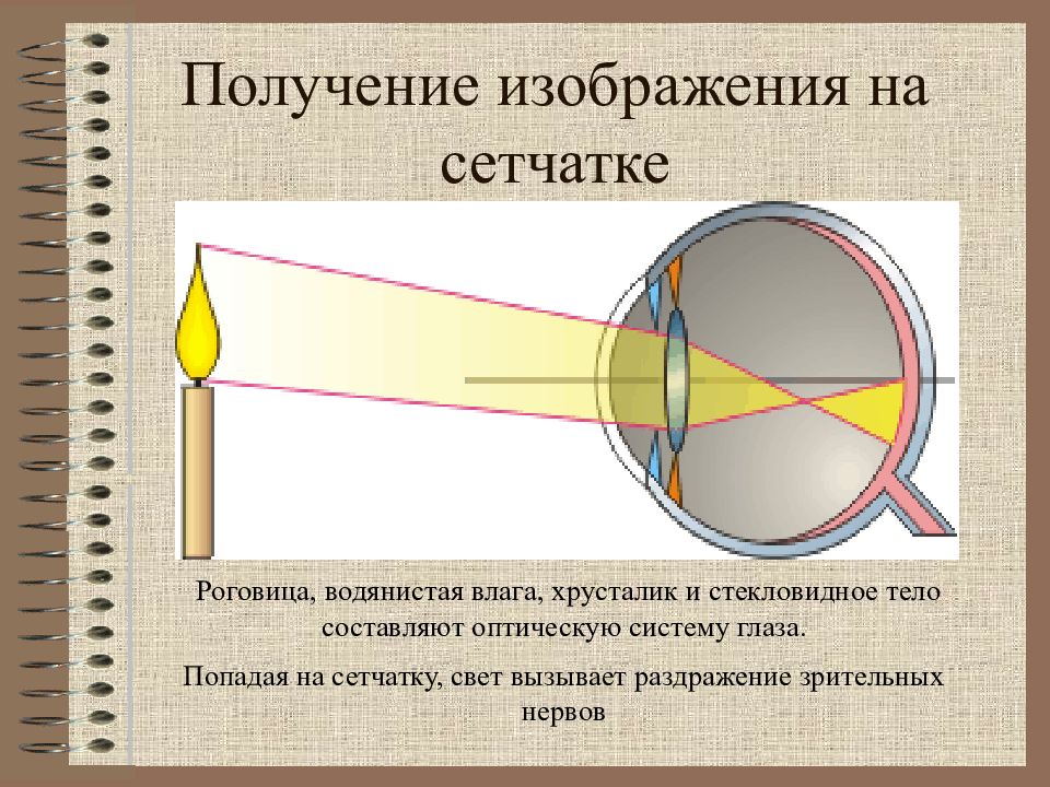 Изображение предметов на сетчатке глаза является мнимым перевернутым