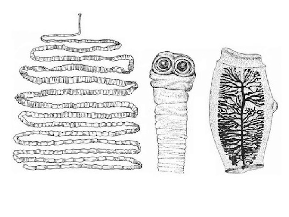 Рассмотрите рисунок на котором изображен взрослый паразитический червь укажите