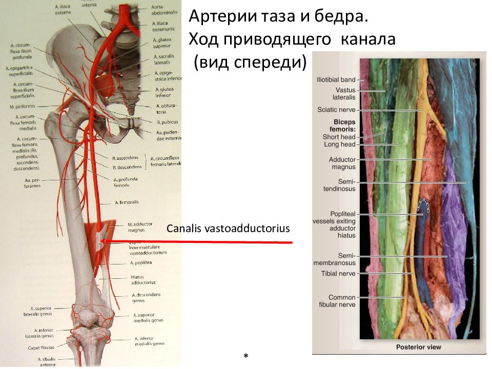 Приводящий канал