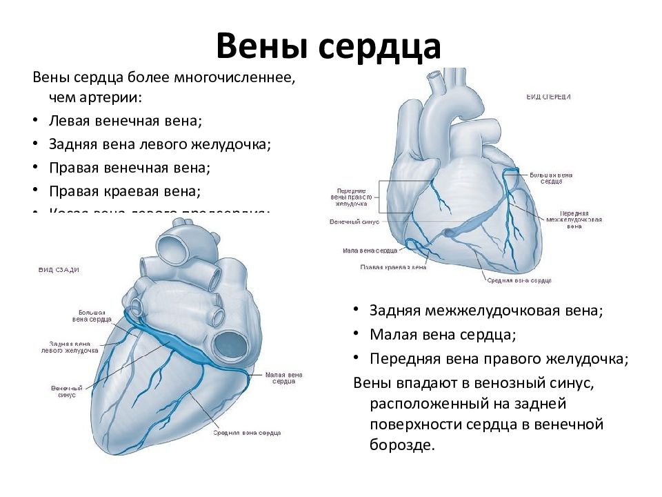 Вены сердца анатомия схема