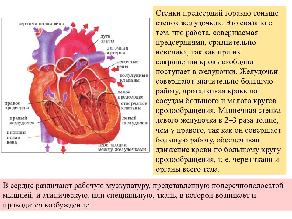 Слои предсердия. Строение стенок предсердий. Стенки предсердий и желудочков сердца. Строение стенки желудочка сердца. Строение стенок левого желудочка.