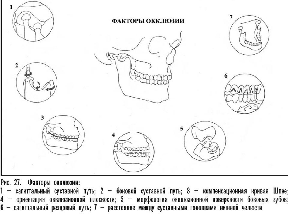 Биомеханика нижней челюсти