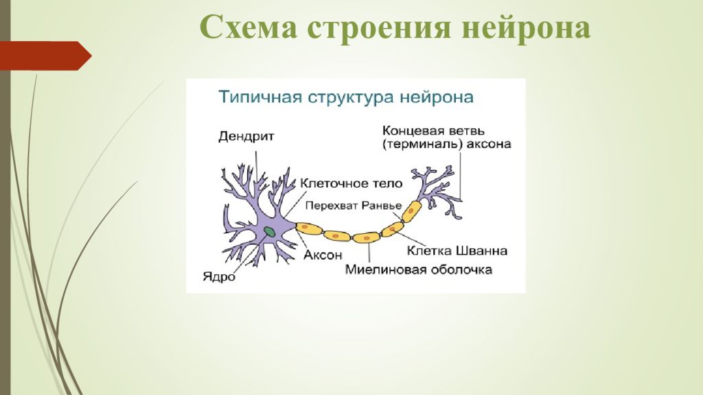 На рисунке изображена нервная клетка. Составные части нейрона схема. Зарисовать строение нервной клетки. Схема строения нейрона гистология. Нейрон детрит Оксон схема.